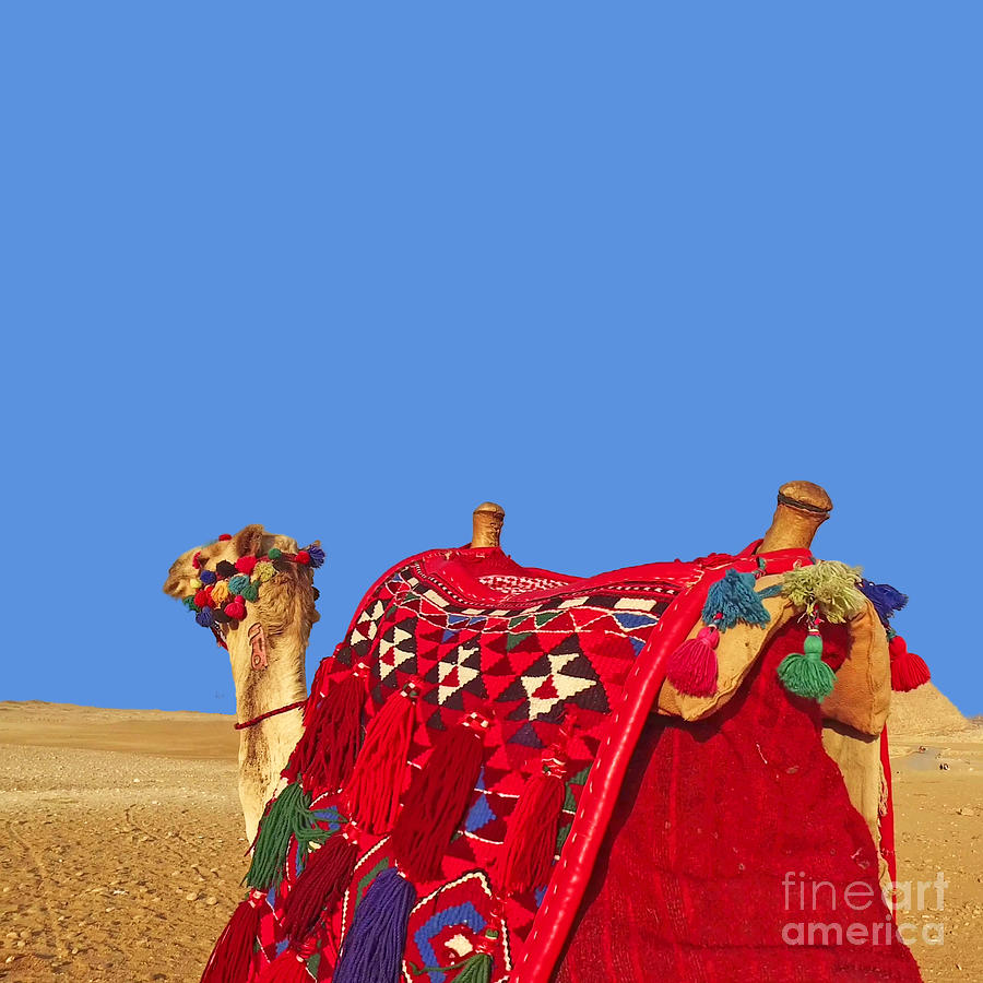 Camel Desert in Blue Photograph by Munir Alawi