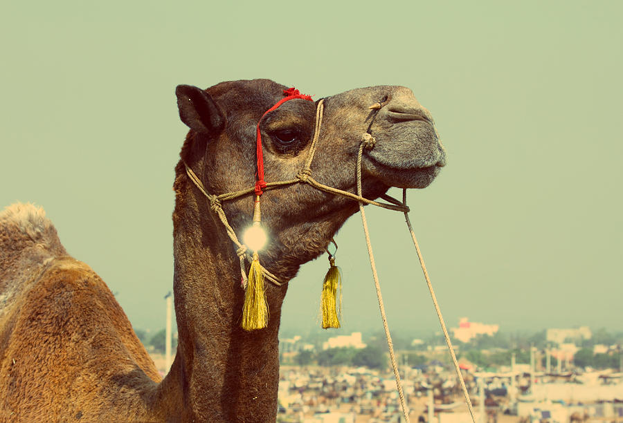 camel during festival in Pushkar - vintage retro style Photograph by Mikhail Kokhanchikov