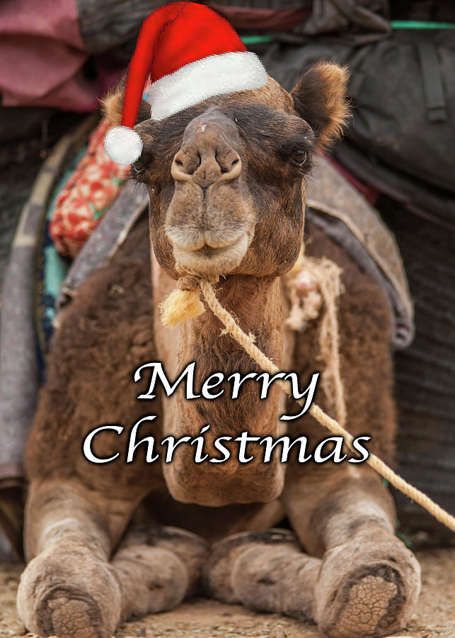 Camel - Greeting Card Photograph by David Simchock