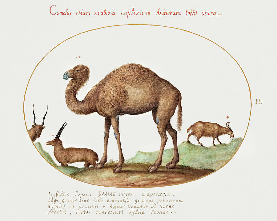 Camel, Ibex, And Goat Painting