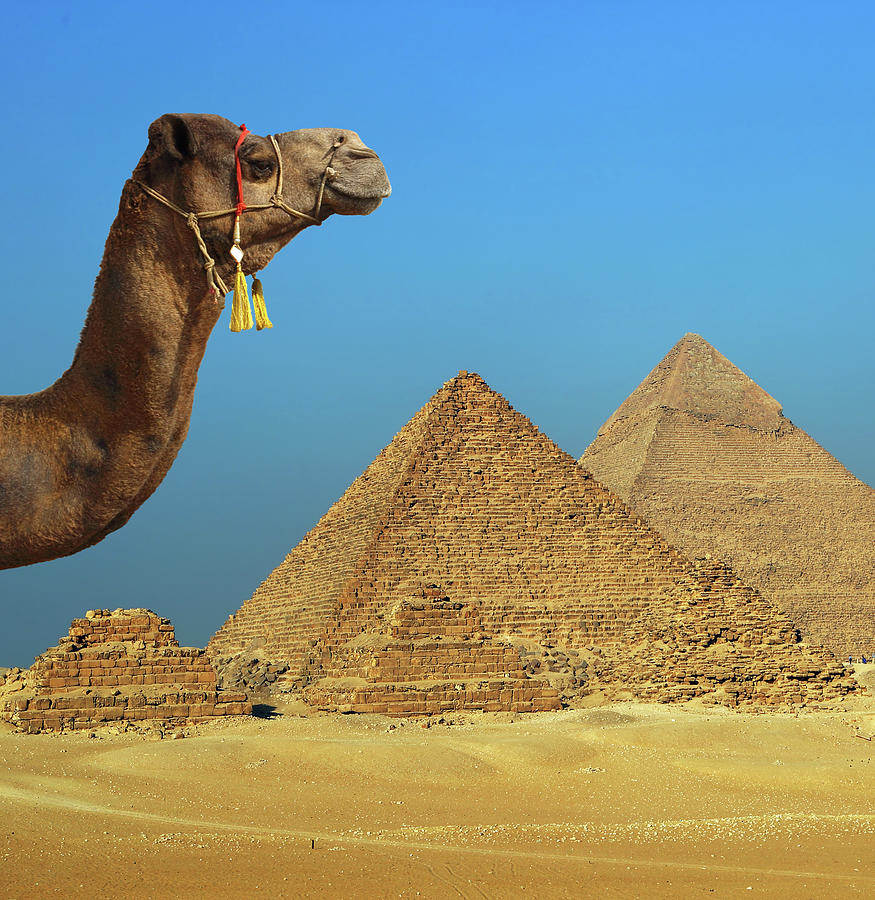 camel in front of pyramid in Egypt Photograph by Mikhail Kokhanchikov