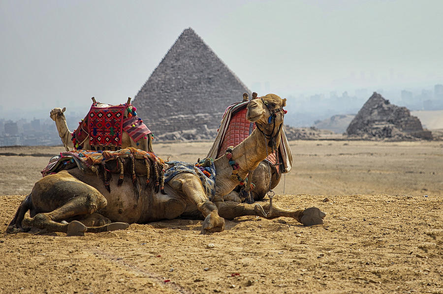 Camel in front of the Giza pyramids Photograph by Sherri Damlo, Damlo Shots, Damlo Does, LLC