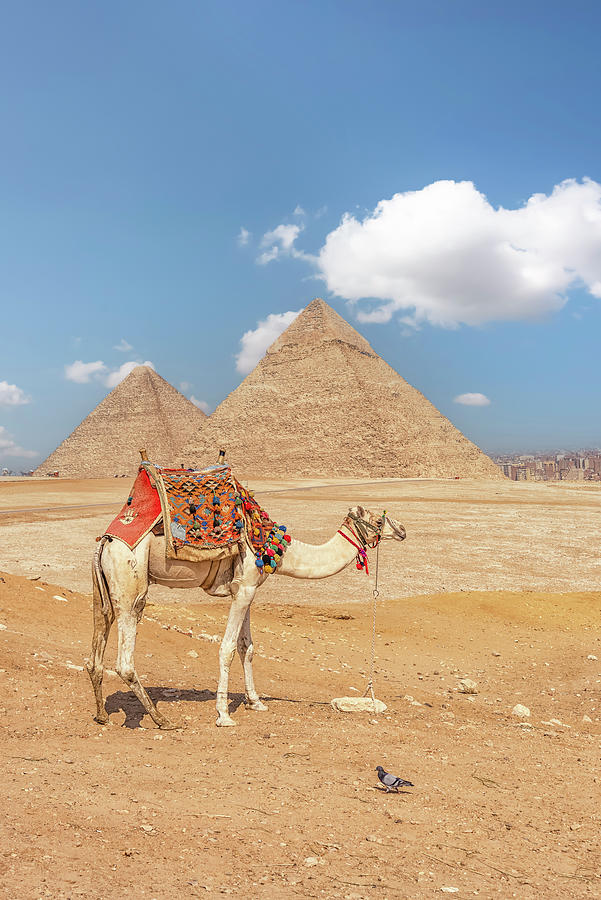 Architecture Photograph - Camel In Giza by Manjik Pictures