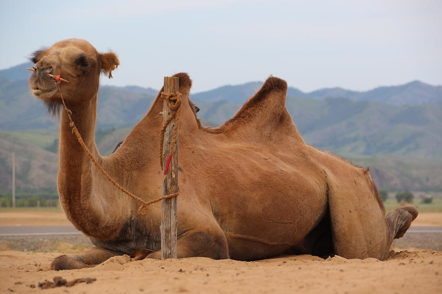 Camel in Mongolia Photograph by Otgon-Ulzii