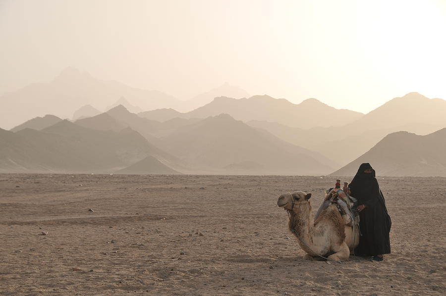 Camel in Sahara desert Photograph by MelindaChan