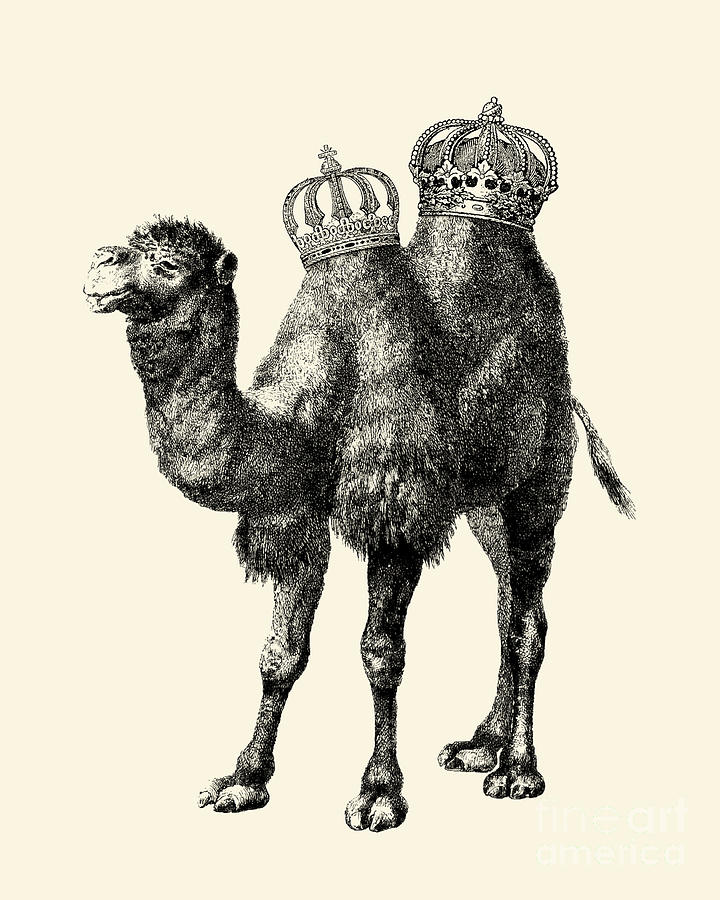 Animal Digital Art - Camel king in black and white by Madame Memento