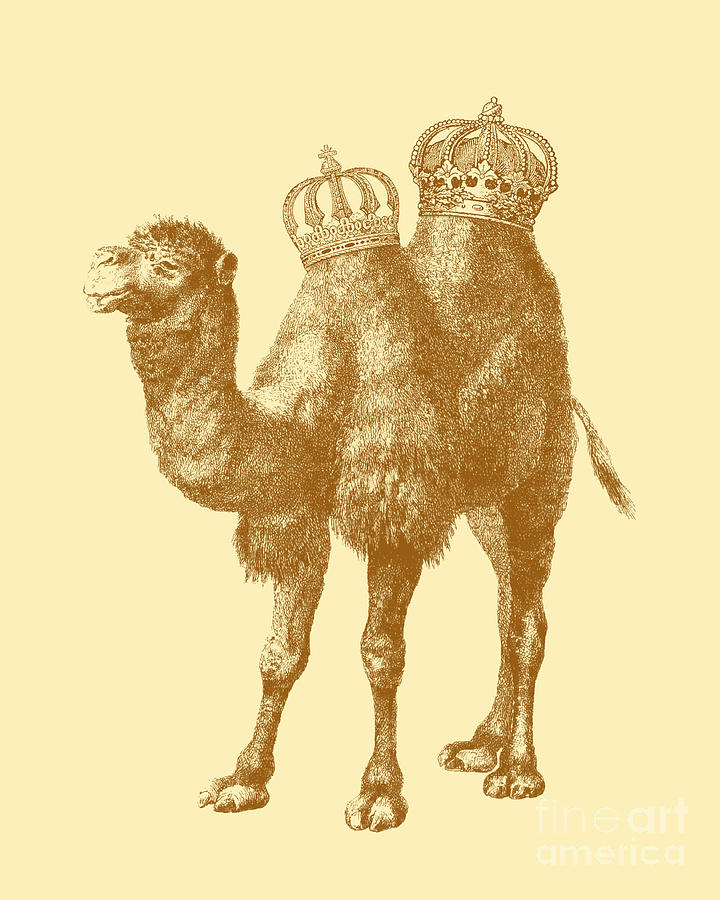Animal Digital Art - Camel Kingdom by Madame Memento
