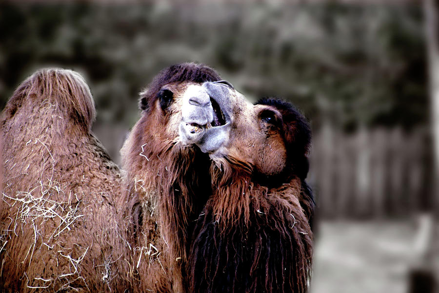 Camel Photograph - Camel Kiss by Wayne King