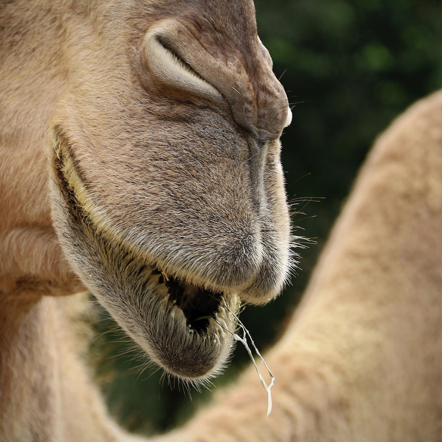 Camel Photograph by M Kathleen Warren