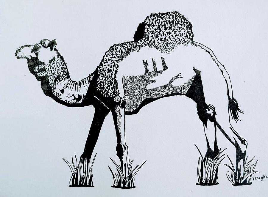 Camel Drawing by Meghan Gallagher