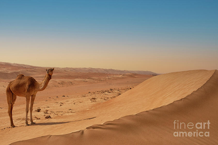 Camel Near A Dune Ridge In The Desert Photograph