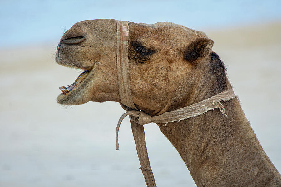 Camel Portrait Photograph