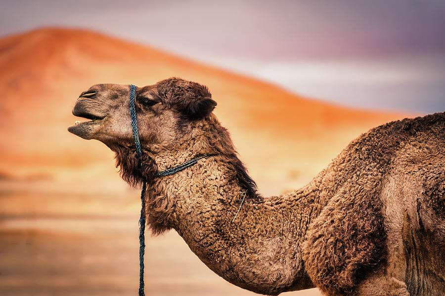 Camel Profile - Morocco Photograph by Stuart Litoff