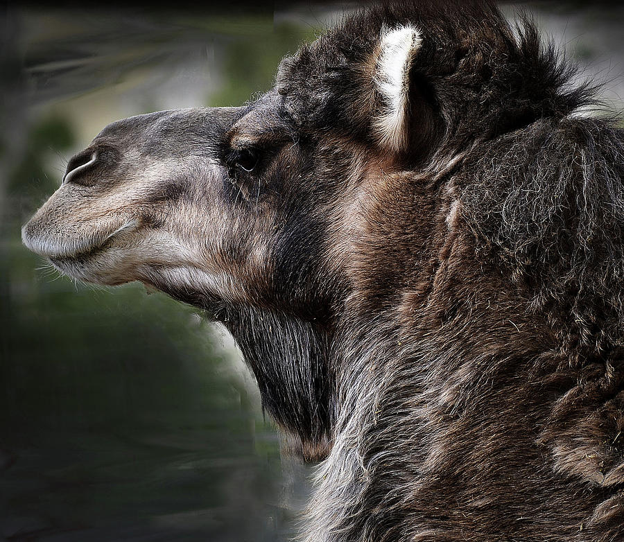 Camel Profile Photograph by Nadalyn Larsen