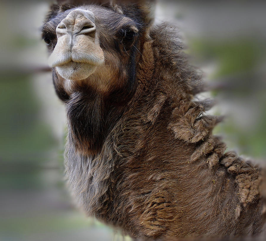 Camel Protrait Photograph by Nadalyn Larsen