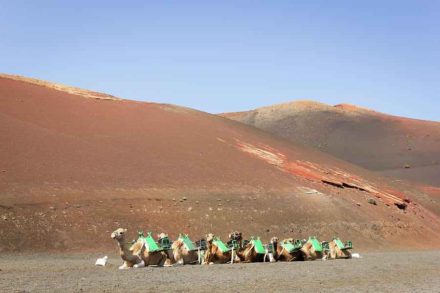 Camel Ride Photograph by Josu Ozkaritz