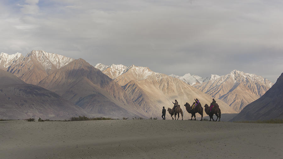 Camel safari in Nubra Valley, Ladakh, India Photograph by Nattachart Jerdnapapunt