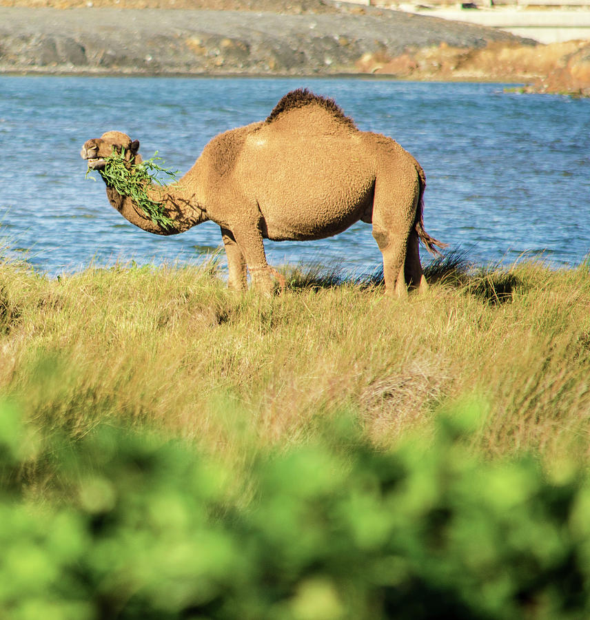 Camel Snack Photograph by Deborah Smolinske
