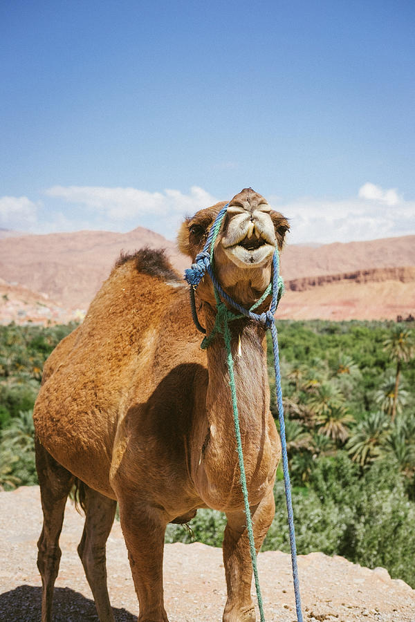 Morocco Photograph - Camel by Tanya Doan