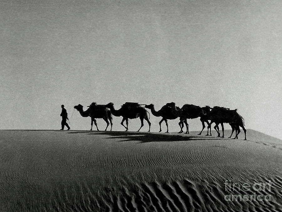 Camel Train Photograph by Bob Hislop