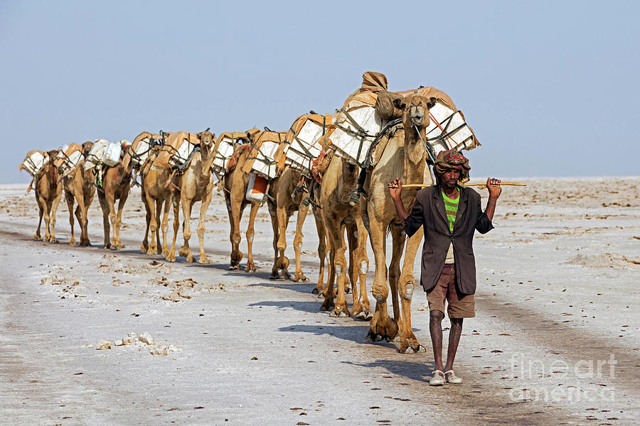 Camel Train in Danakil Desert Photograph by Arterra Picture Library