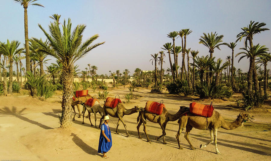 https://images.fineartamerica.com/images/artworkimages/mediumlarge/3/camel-train-in-the-desert-morocco-sandra-cesca.jpg