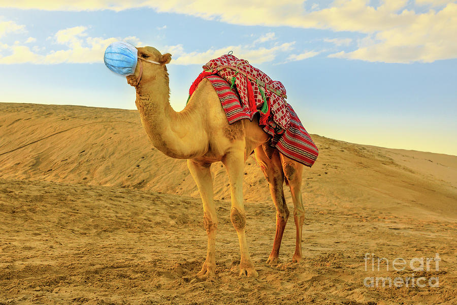 Camel with surgical mask Photograph by Benny Marty