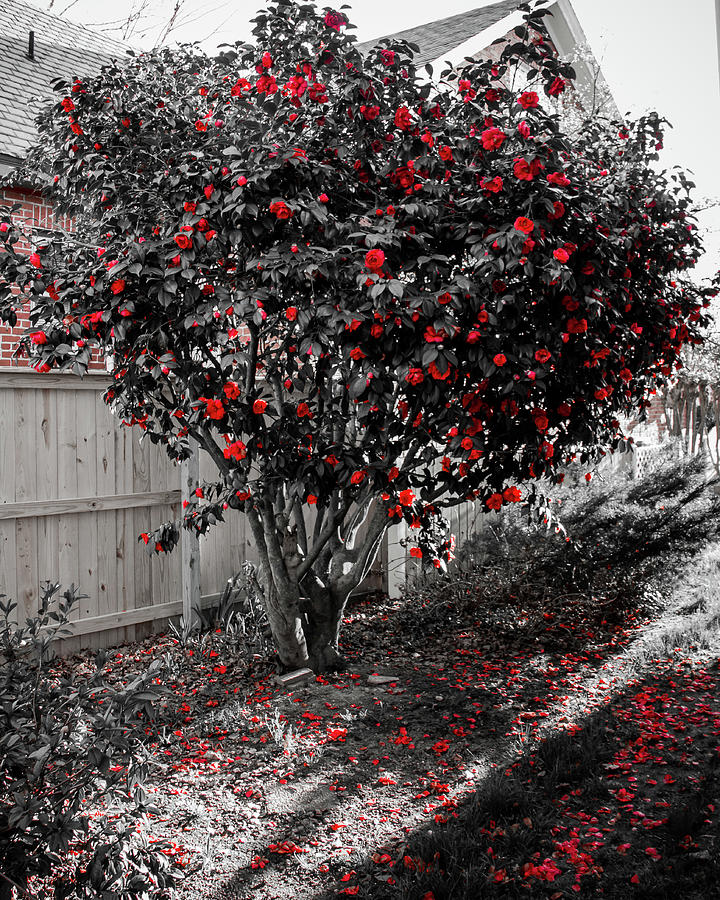 Nature Photograph - Camelia Blooms Black and Red Selective Coloring  by Robby Batte
