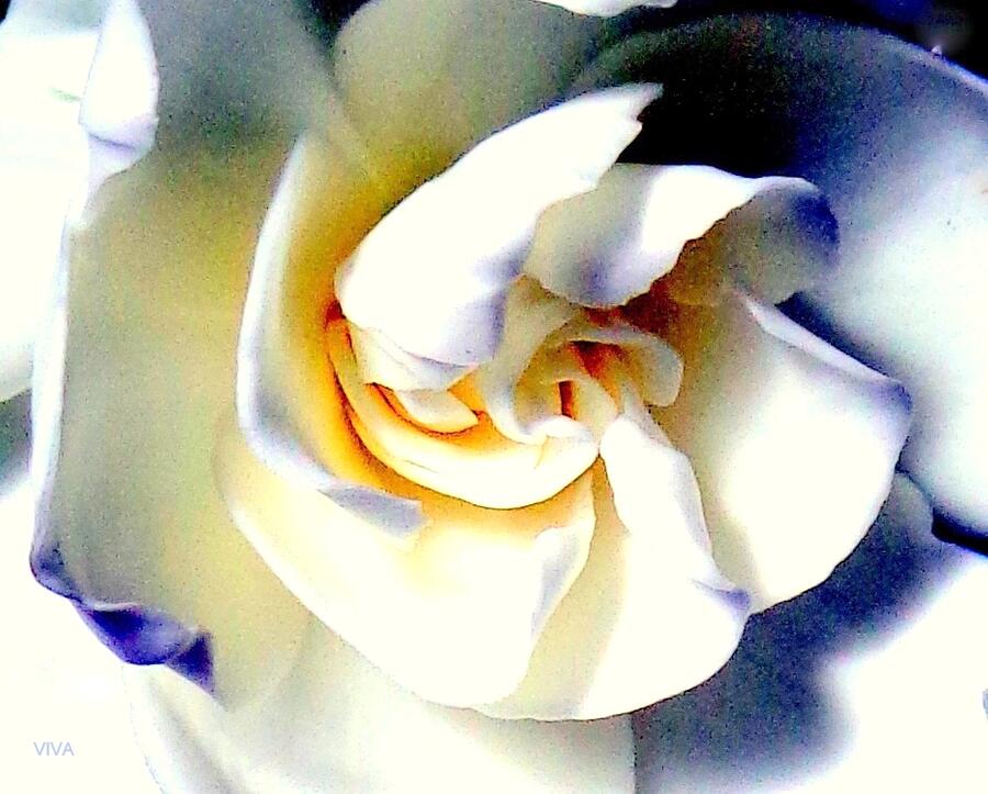 Camelia - Inverted Photograph by VIVA Anderson