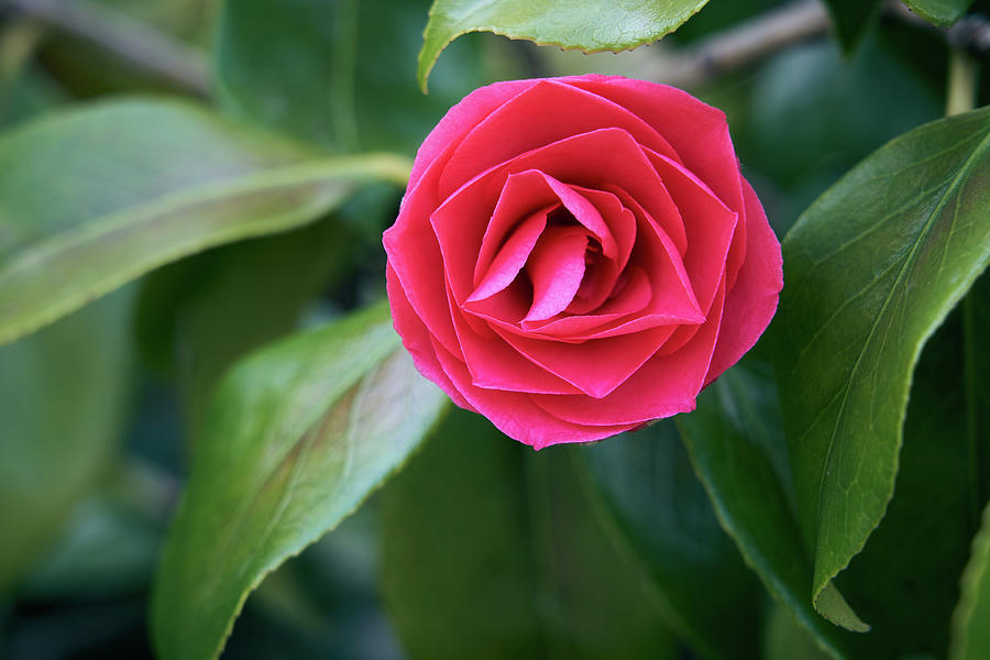 Camelia Photograph by Richard Downs