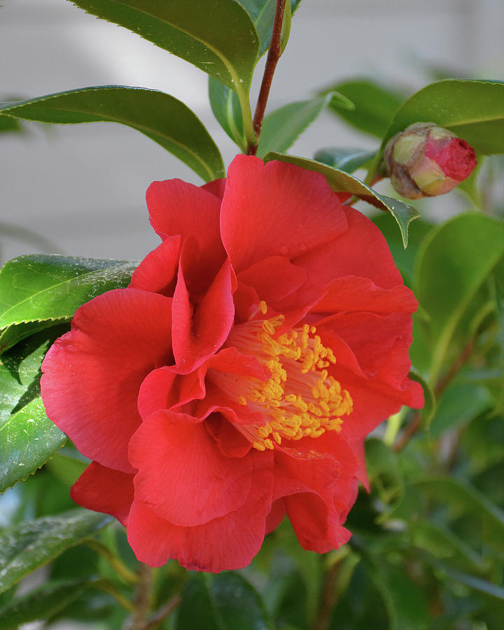 Camellia #1 Photograph by Jerry Griffin