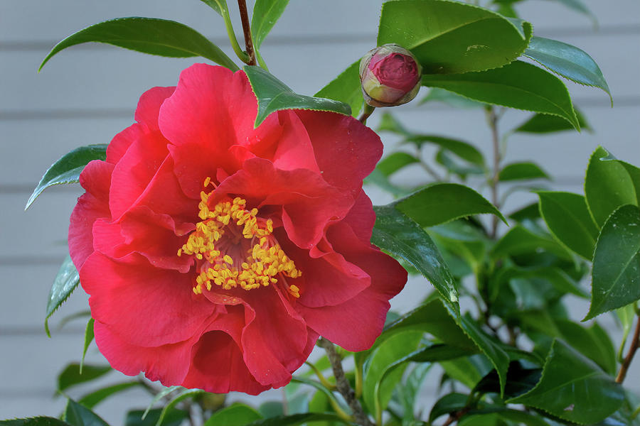 Camellia #2 Photograph by Jerry Griffin