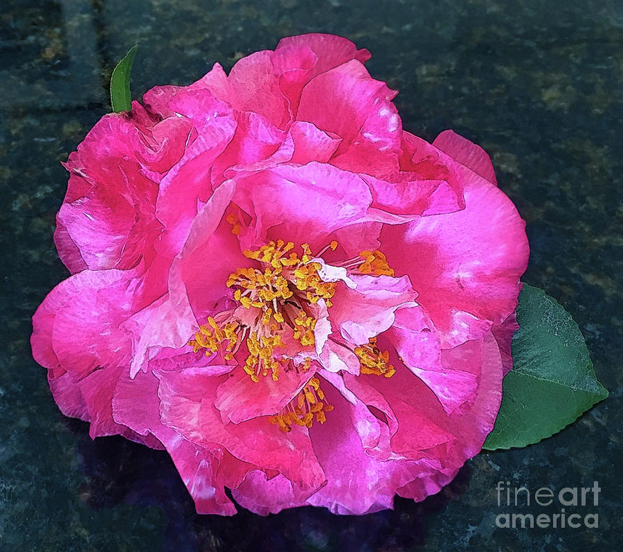 Camellia 2 Photograph by Judi Bagwell