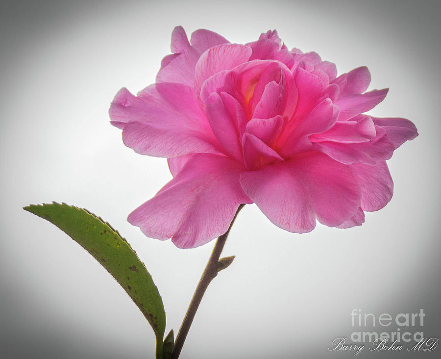 Camellia 3 Photograph by Barry Bohn