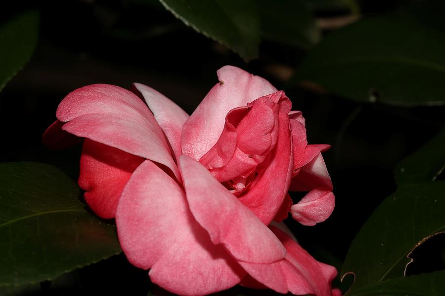 Camellia Beauty Photograph by Mingming Jiang