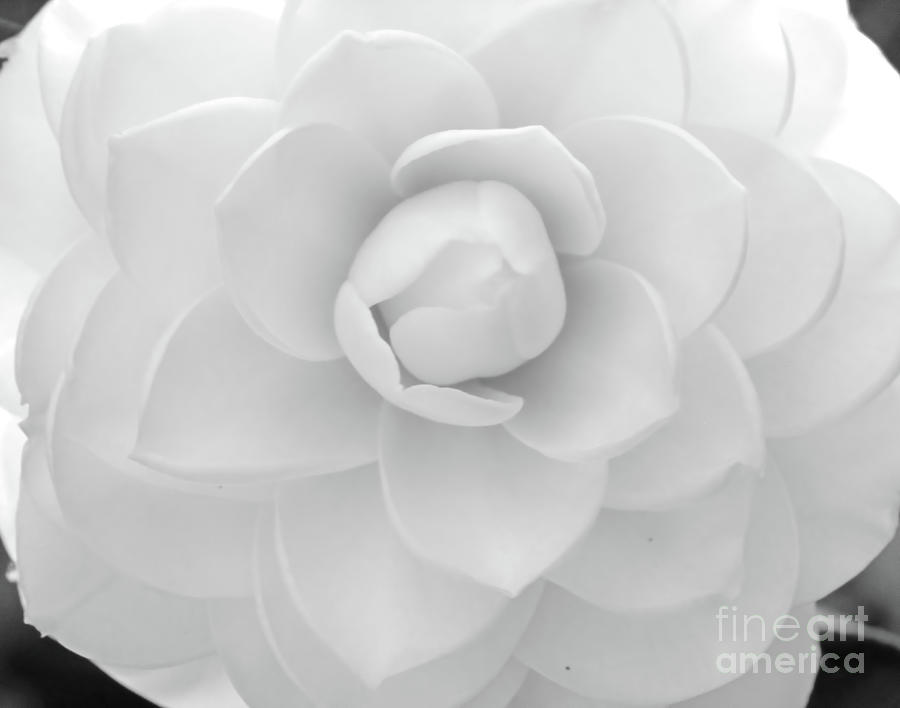 Camellia Black And White Photograph by D Hackett