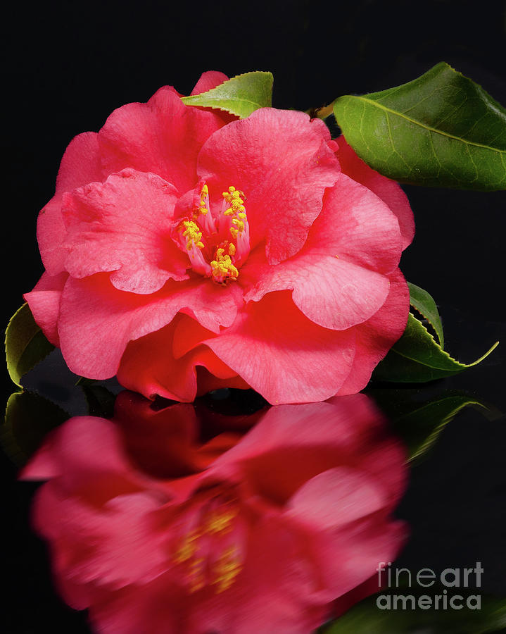 Camellia Bloom Photograph by Shannon Moseley