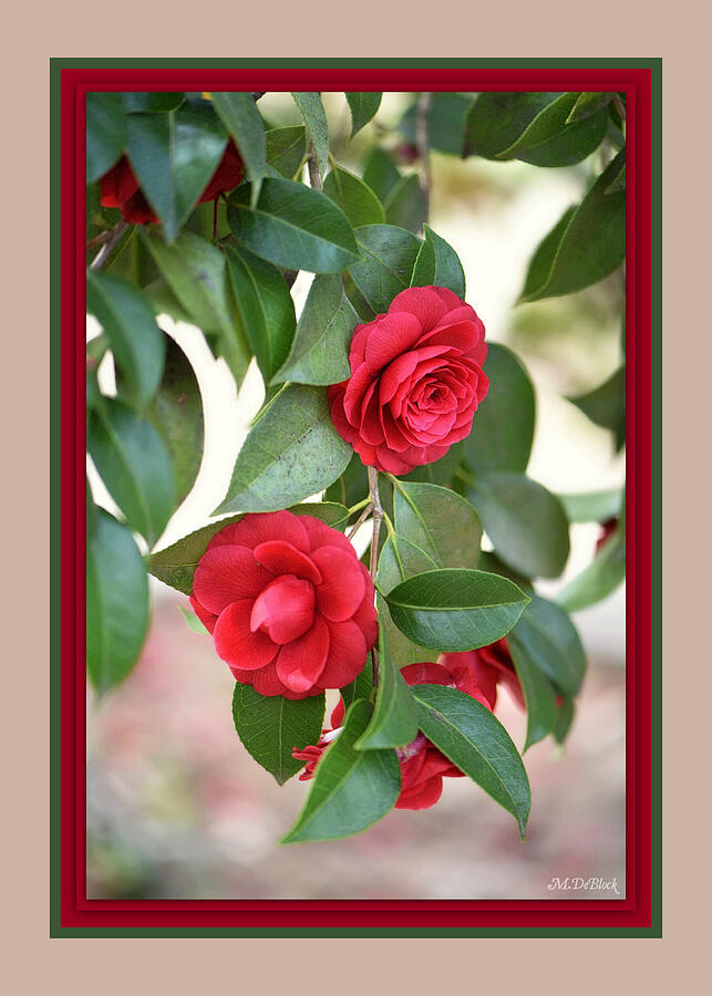 Camellia Cascade - Providence Forge, Virginia Photograph by Marilyn DeBlock