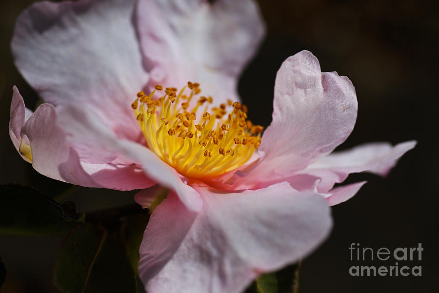 Camellia Curves Photograph by Joy Watson