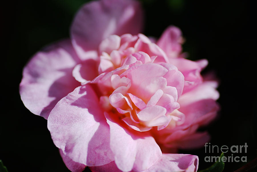 Camellia Debbie Pink Photograph by Joy Watson