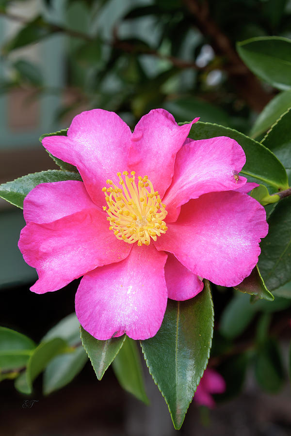 Camellia Photograph by Elaine Teague