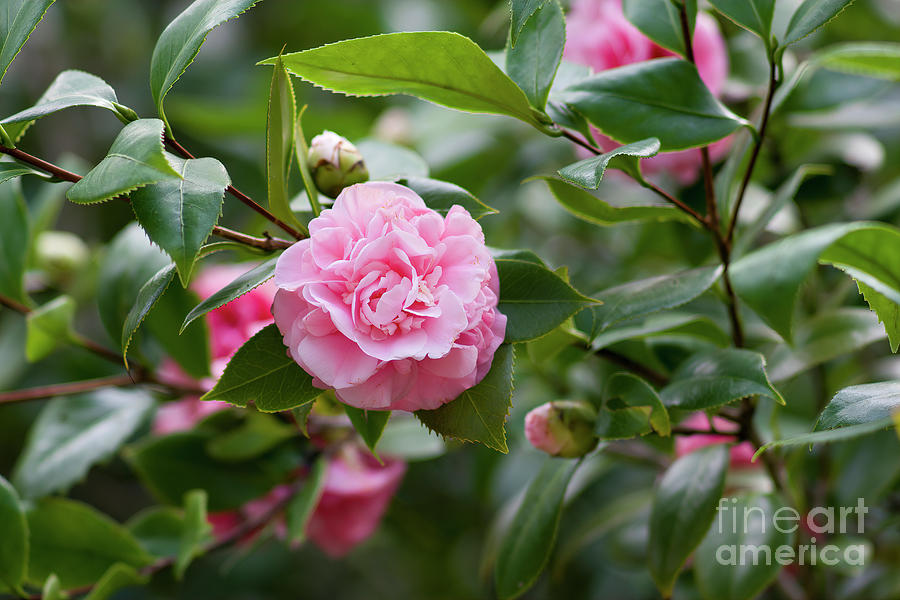 Camellia Photograph by Felix Lai
