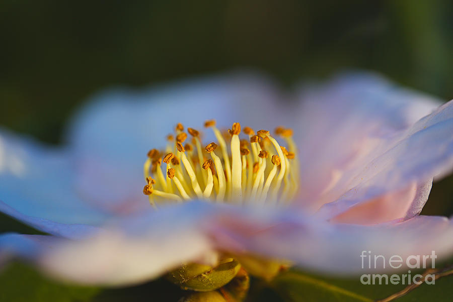 Camellia Flower Golden Hour Photograph by Joy Watson