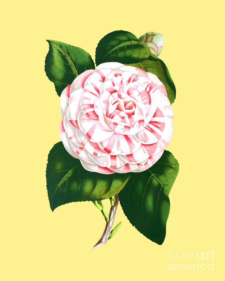 Flower Digital Art - Camellia Flower by Madame Memento