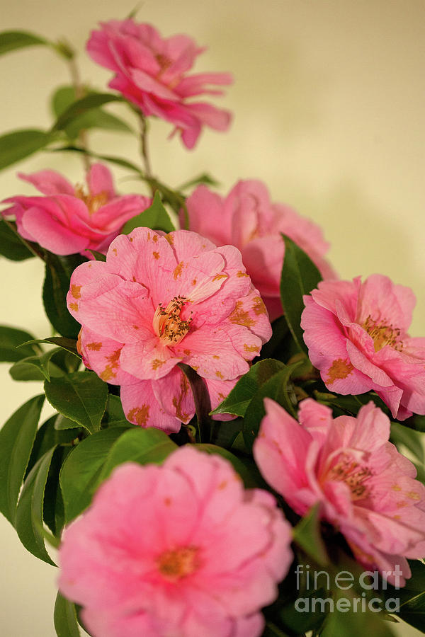 Camellia Flowers Photograph