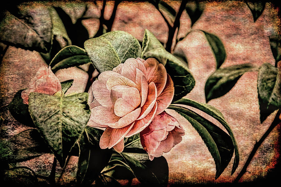 Nature Photograph - Camellia Grunge by Kay Brewer