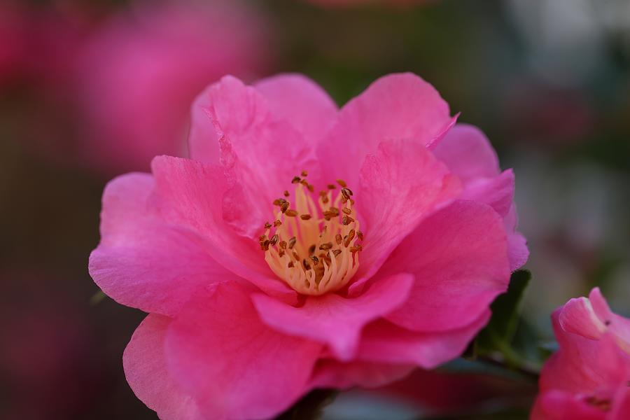 Pink Camellia II Photograph by Mingming Jiang
