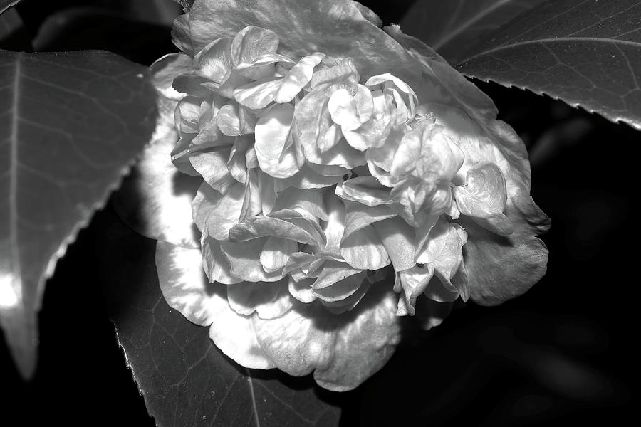 Camellia in B and W III Photograph by Mingming Jiang