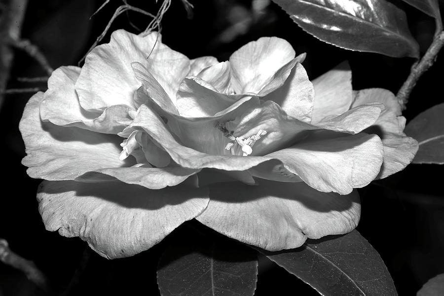 Camellia in Black and White II Photograph by Mingming Jiang