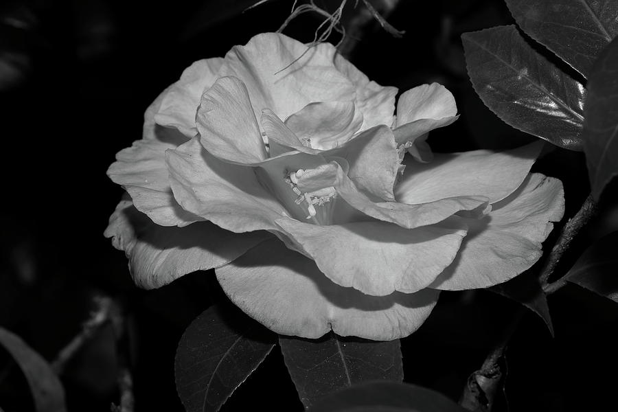Camellia in Black and White Photograph by Mingming Jiang